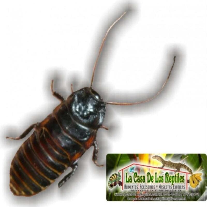 Cucaracha madagascar 