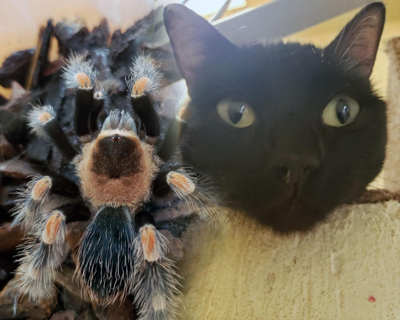La curiosa relación entre tarántulas y gatos